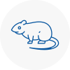 Rat Control Devon