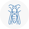 Devon Wasp Nest Removal